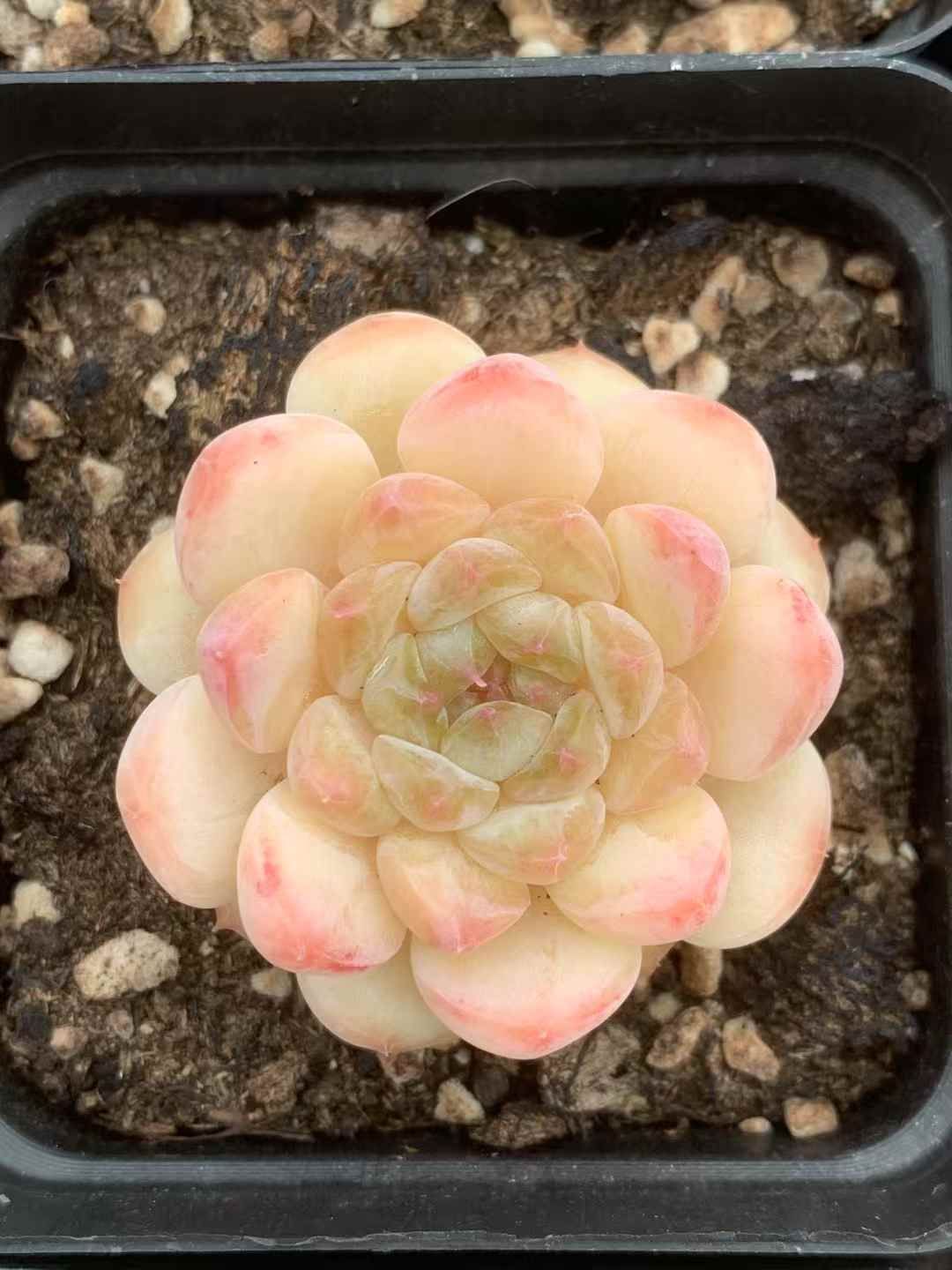 50苗×シャングリラジェニー 多肉植物 エケベリア セダム アエオニウム グラプトペタルム 韓国苗 寄せ植え LX 164