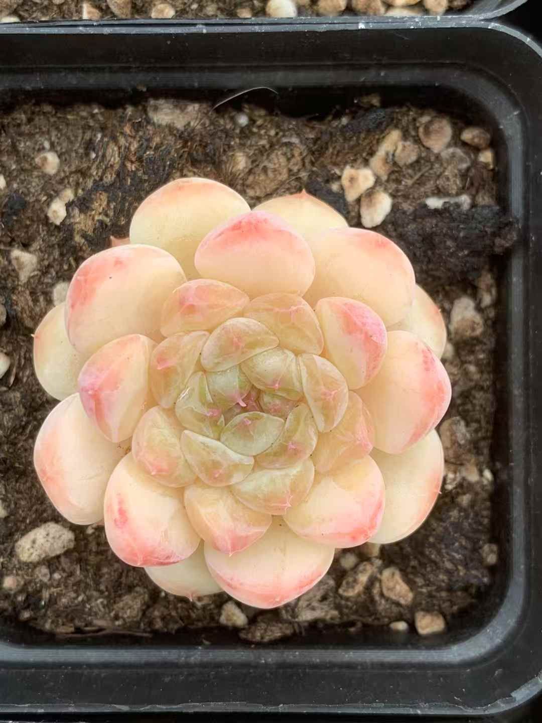 50苗×シャングリラジェニー 多肉植物 エケベリア セダム アエオニウム グラプトペタルム 韓国苗 寄せ植え LX 164