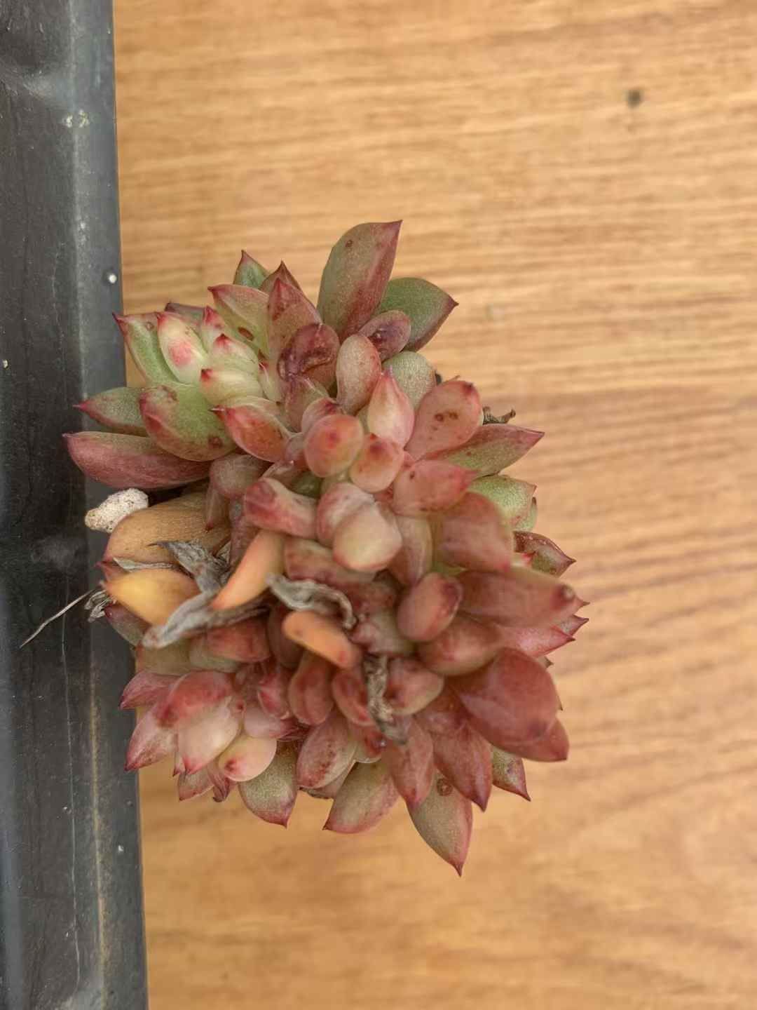 72苗×ワインツズケカ 多肉植物 エケベリア セダム アエオニウム グラプトペタルム 韓国苗 寄せ植え LX 165