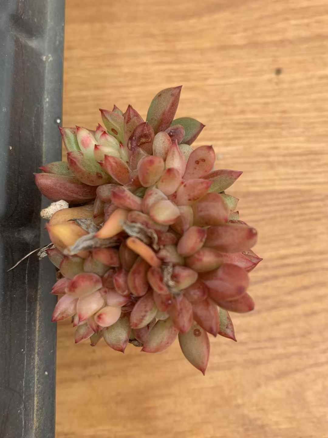 72苗×ワインツズケカ 多肉植物 エケベリア セダム アエオニウム グラプトペタルム 韓国苗 寄せ植え LX 165