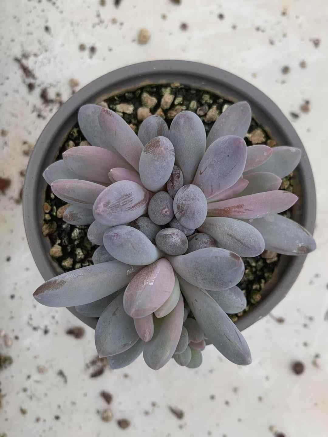 24株 オレンジドラゴン 多肉植物 エケベリア セダム アエオニウム グラプトペタルム 韓国苗 寄せ植え LX 166