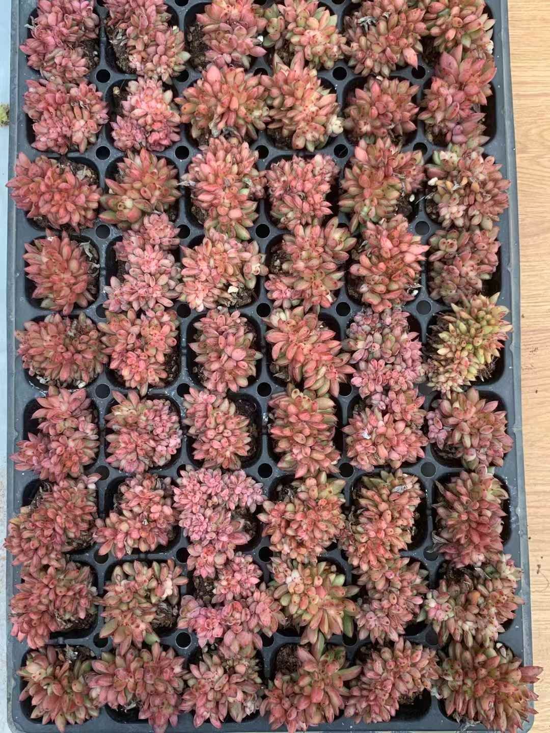 72苗×ワインツズケカ 多肉植物 エケベリア セダム アエオニウム グラプトペタルム 韓国苗 寄せ植え LX 165