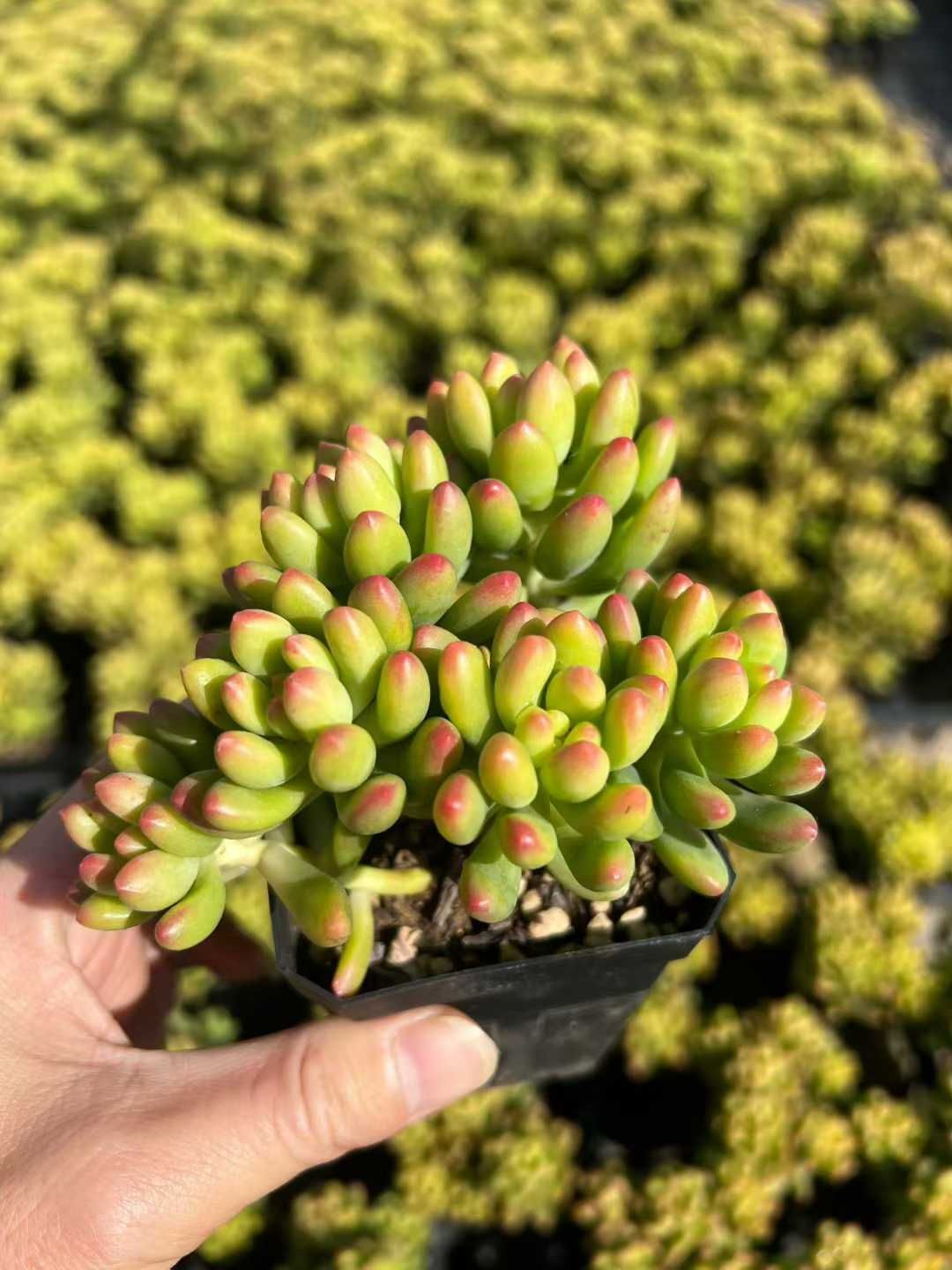 50株 レモンフィンガー 多肉植物 エケベリア セダム アエオニウム グラプトペタルム 韓国苗 寄せ植え MTu 19