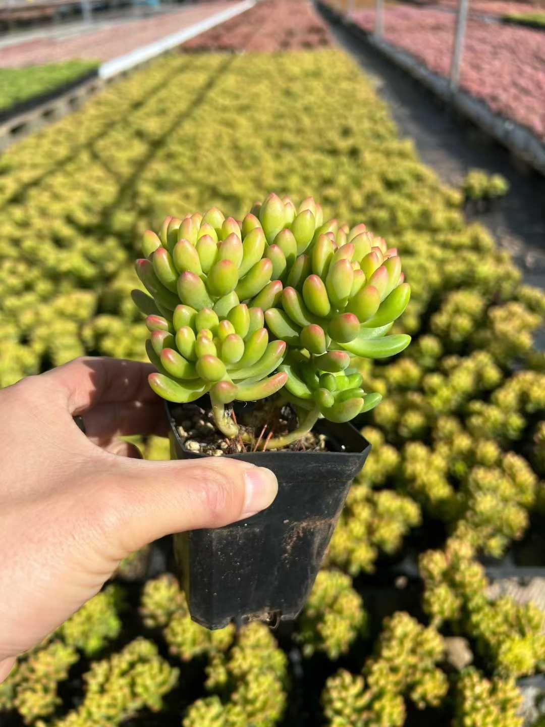 50株×レモンフィンガー 多肉植物 エケベリア セダム アエオニウム グラプトペタルム 韓国苗 寄せ植え MTu 19