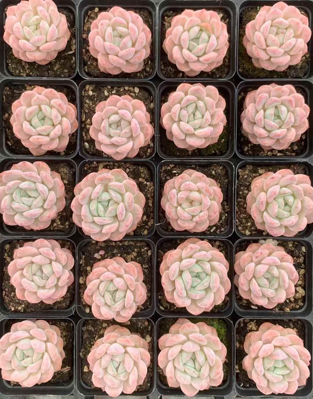 50苗×スイレイロン 多肉植物 エケベリア セダム アエオニウム グラプトペタルム 韓国苗 寄せ植え LX 167