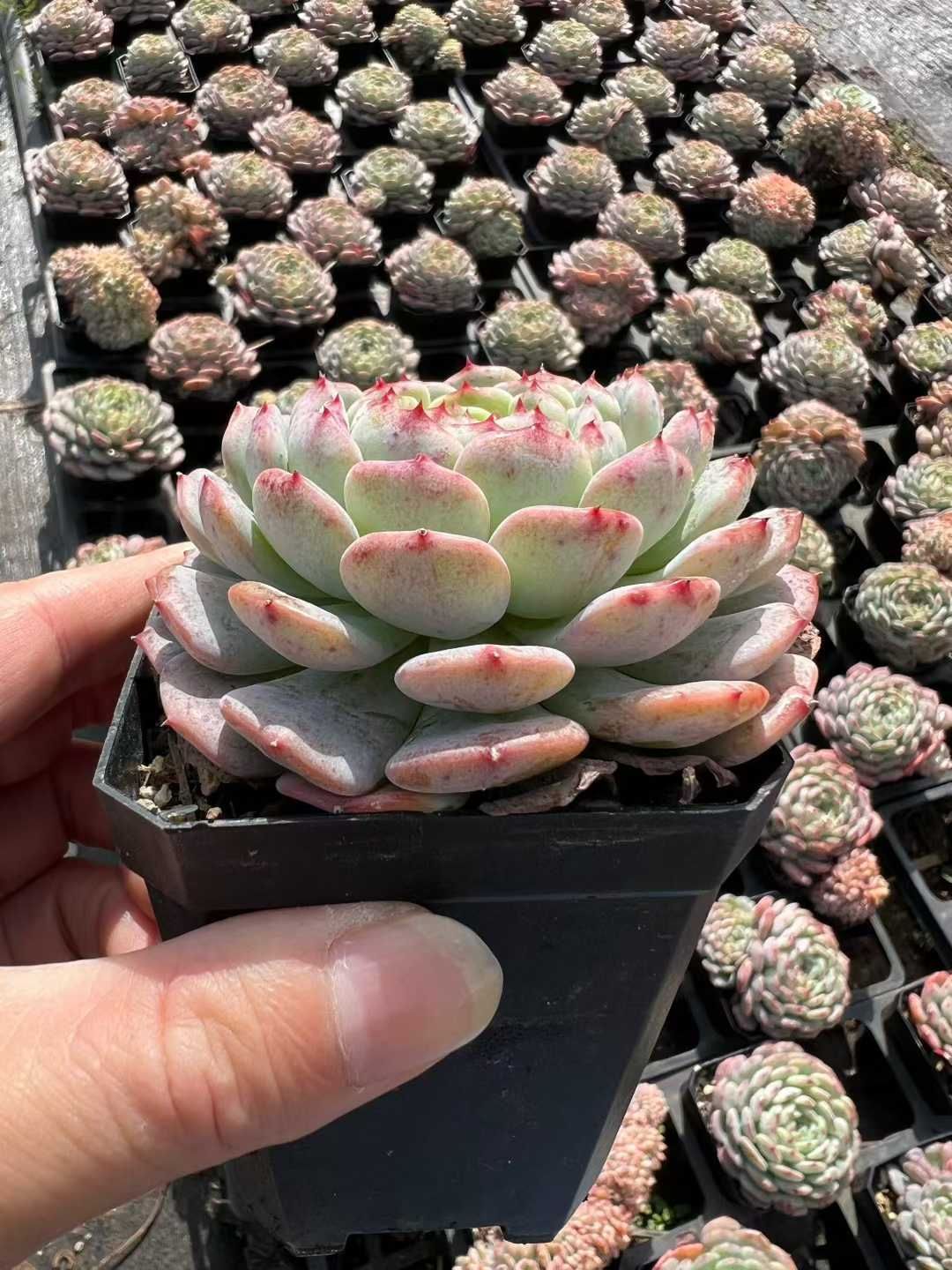 50株×シロデブ 多肉植物 エケベリア セダム アエオニウム グラプトペタルム 韓国苗 寄せ植え MTu12