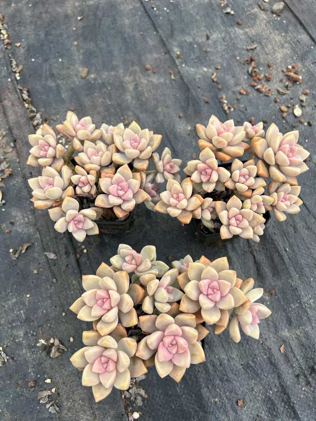 50株×アワユキ 多肉植物 エケベリア セダム アエオニウム グラプトペタルム 韓国苗 寄せ植え MTu 13