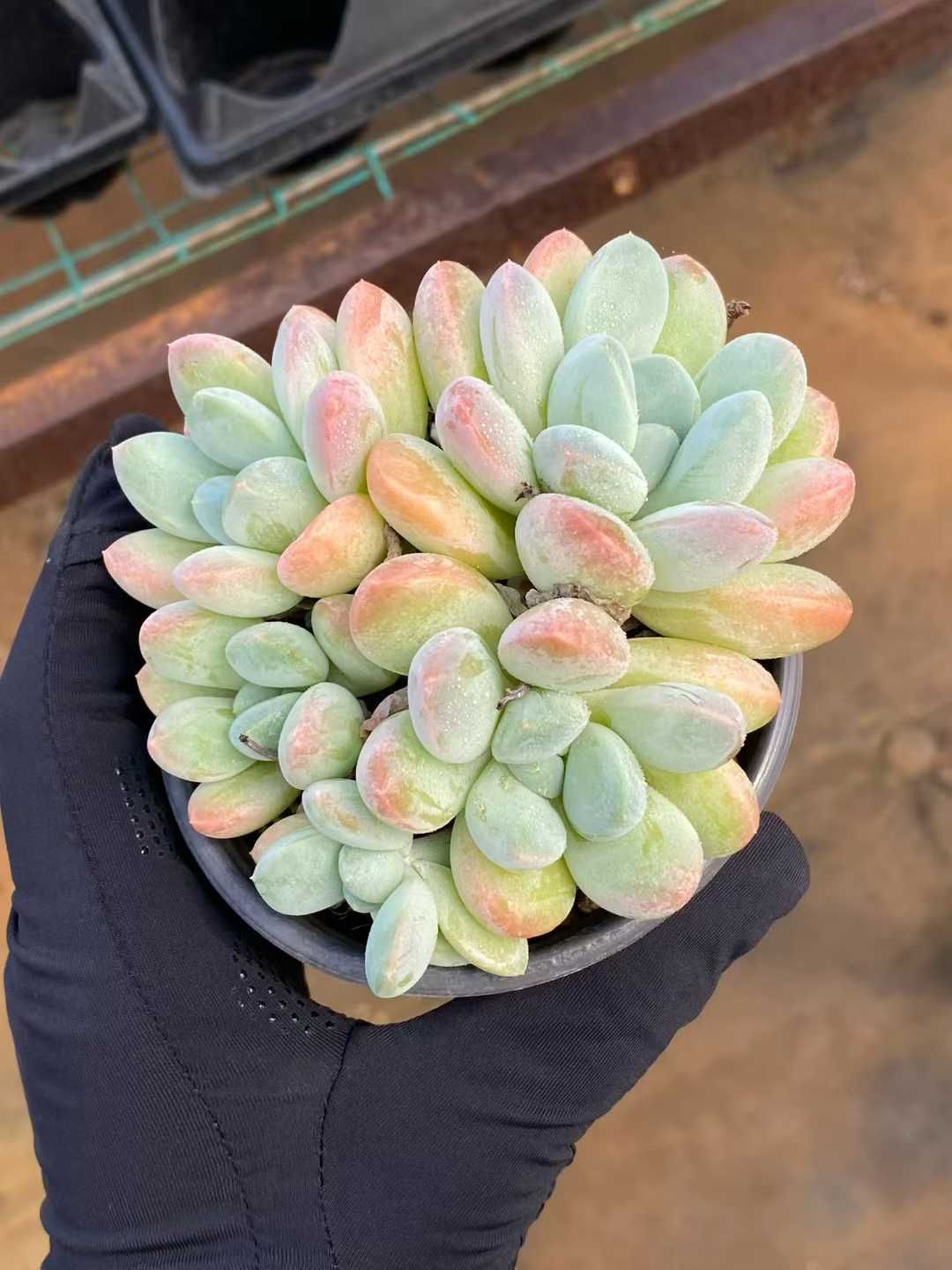 24株×リーフビジン 多肉植物 エケベリア セダム アエオニウム グラプトペタルム 韓国苗 寄せ植え MY 873