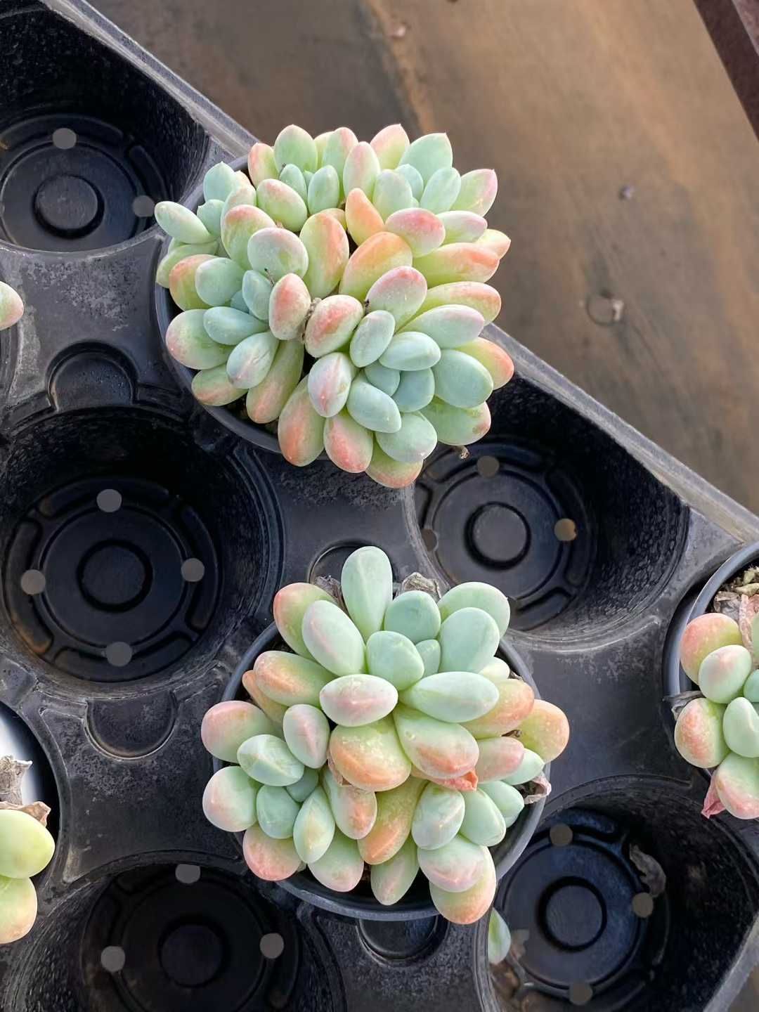 24株×リーフビジン 多肉植物 エケベリア セダム アエオニウム グラプトペタルム 韓国苗 寄せ植え MY 873