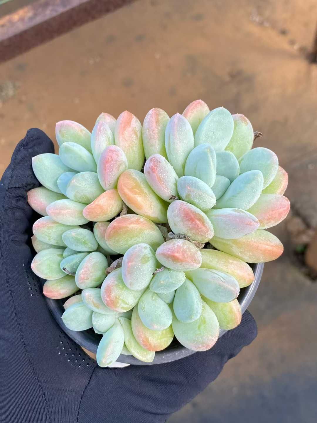 24株×リーフビジン 多肉植物 エケベリア セダム アエオニウム グラプトペタルム 韓国苗 寄せ植え MY 873