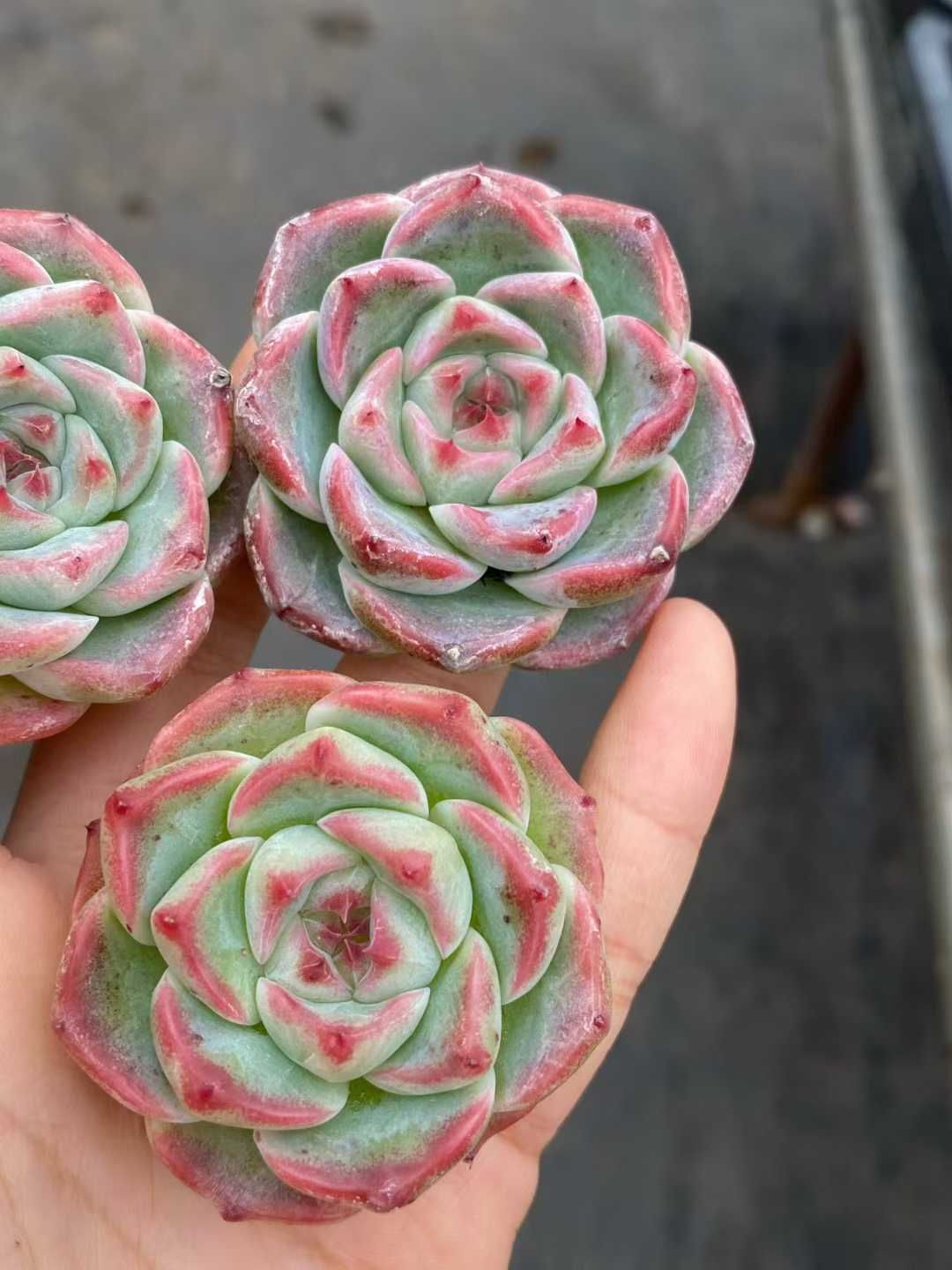 50株 ハクキキ 多肉植物 エケベリア セダム アエオニウム グラプトペタルム 韓国苗 寄せ植え MY 876