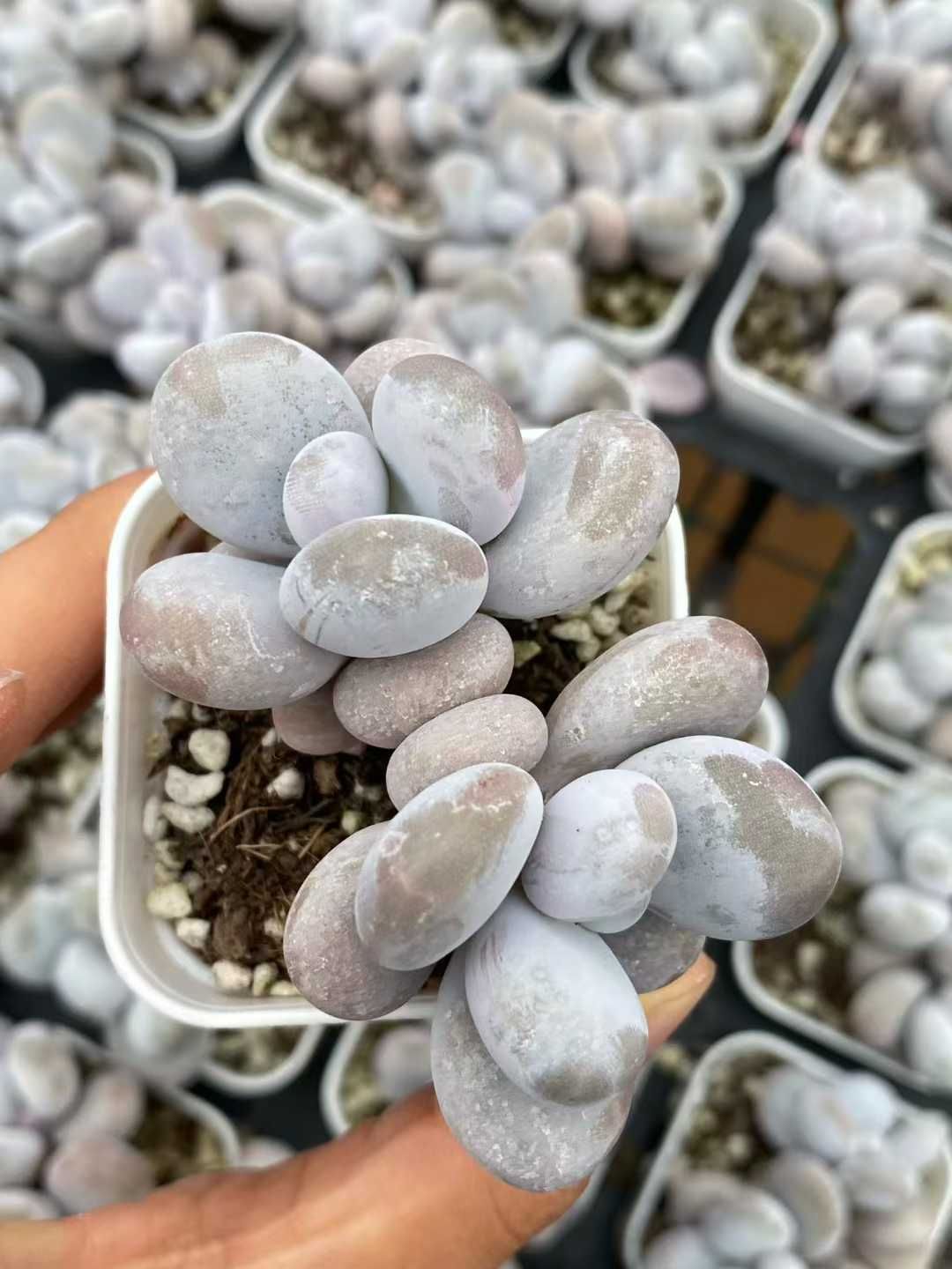 50株 チーズ 多肉植物 エケベリア セダム アエオニウム グラプトペタルム 韓国苗 寄せ植え MY 878