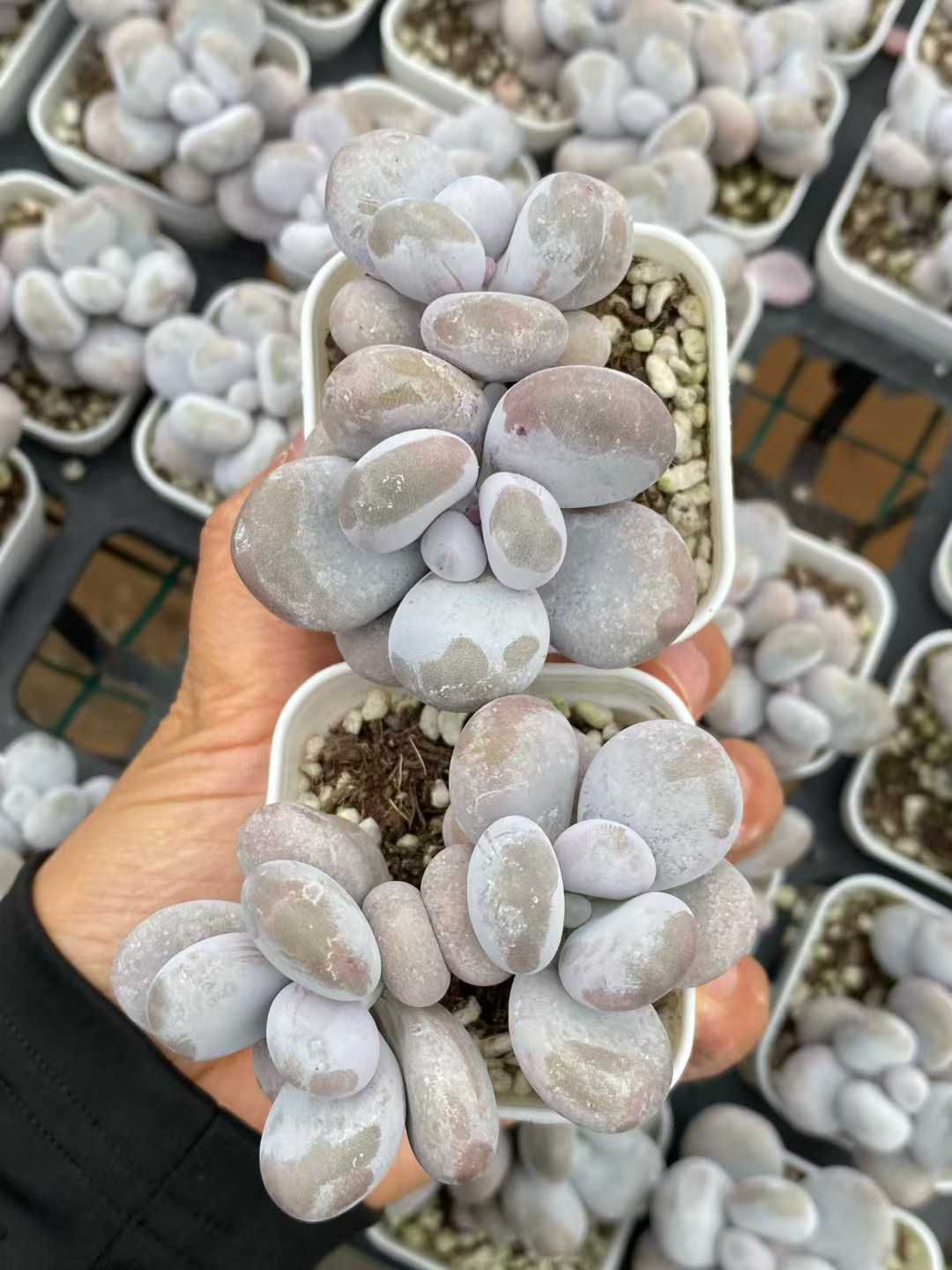 50株×チーズ 多肉植物 エケベリア セダム アエオニウム グラプトペタルム 韓国苗 寄せ植え MY 878