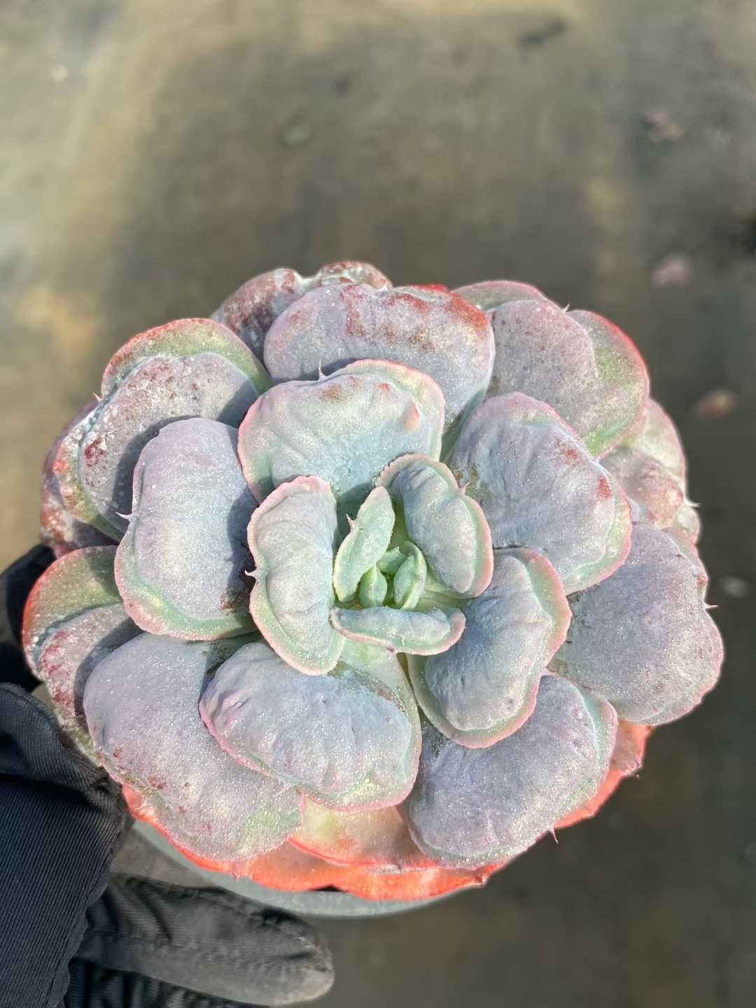 24株×ココロノツキ 多肉植物 エケベリア セダム アエオニウム