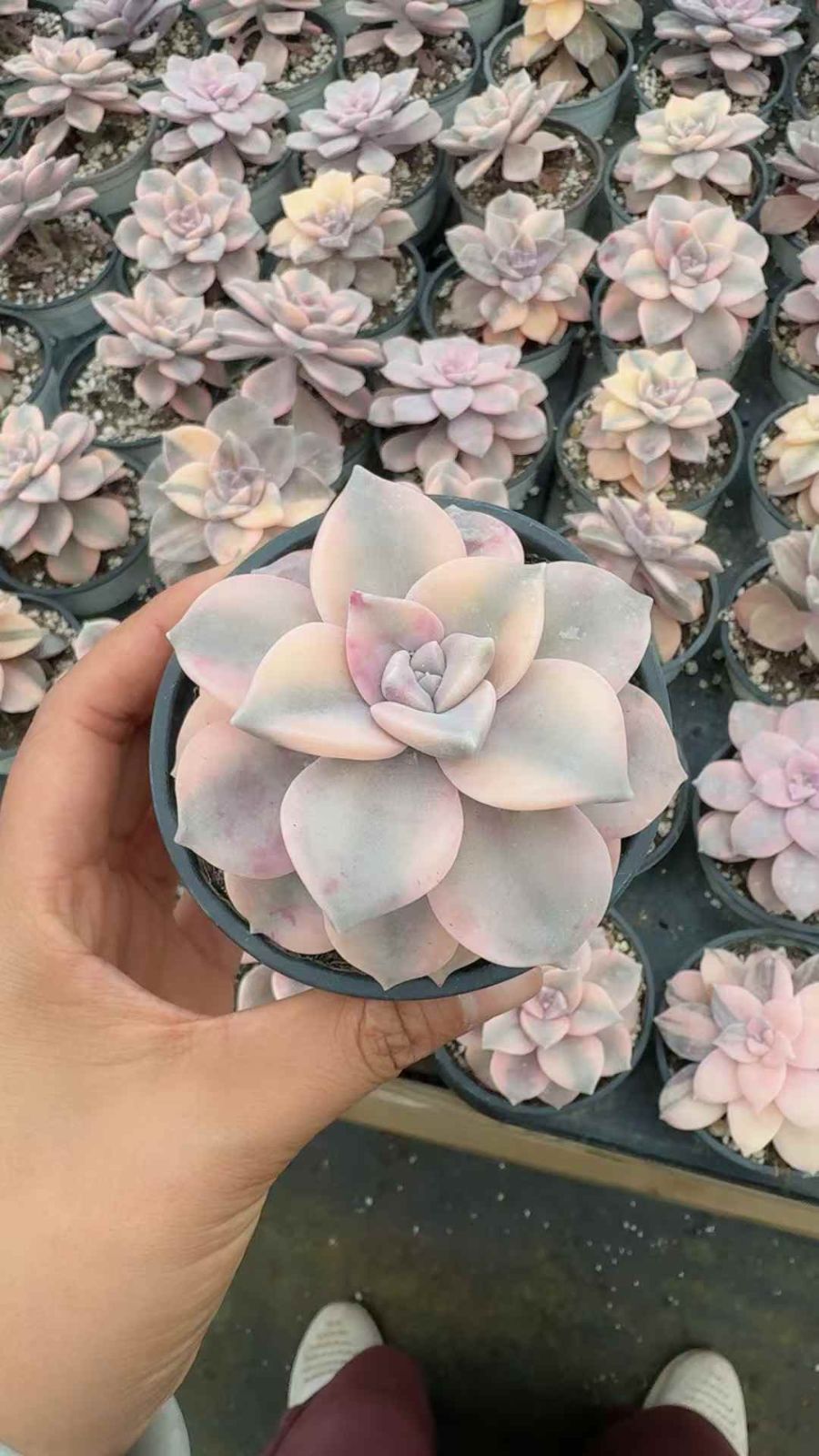 18株×シラクニシキ 多肉植物 エケベリア セダム アエオニウム