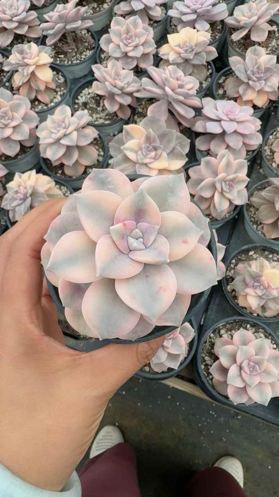 18株×シラクニシキ 多肉植物 エケベリア セダム アエオニウム