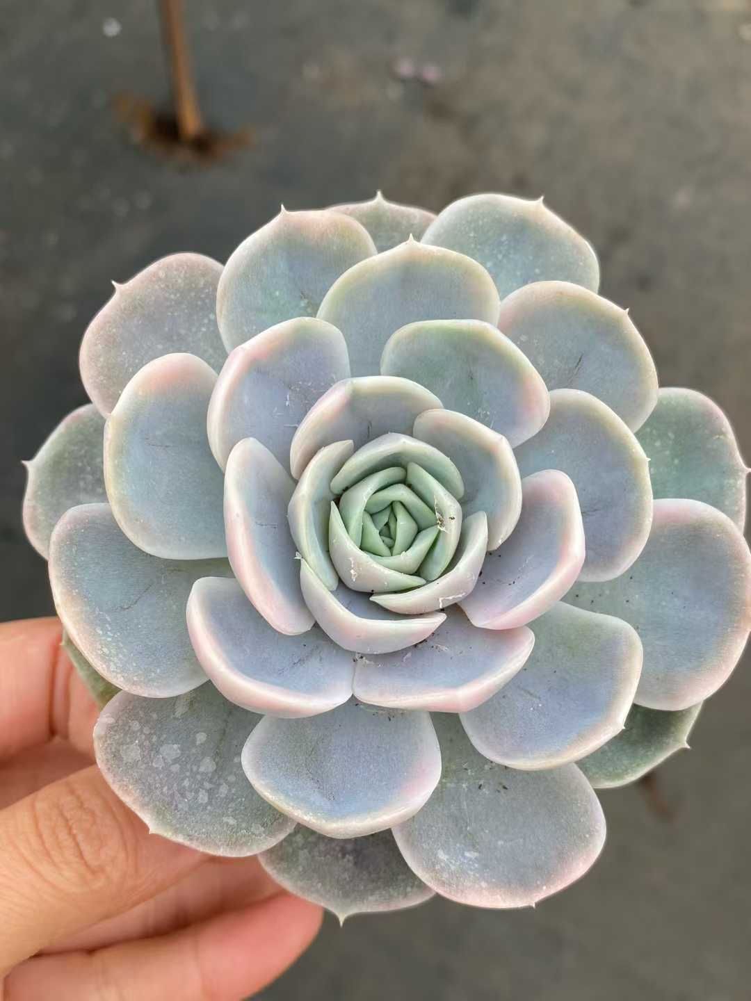 24株×ブルーサプライズニシキ 多肉植物 エケベリア セダム