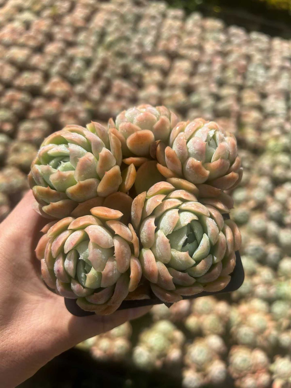 18株の抜き苗セット】カシオ 多肉植物 佐川急便発送 エケベリア 韓国苗