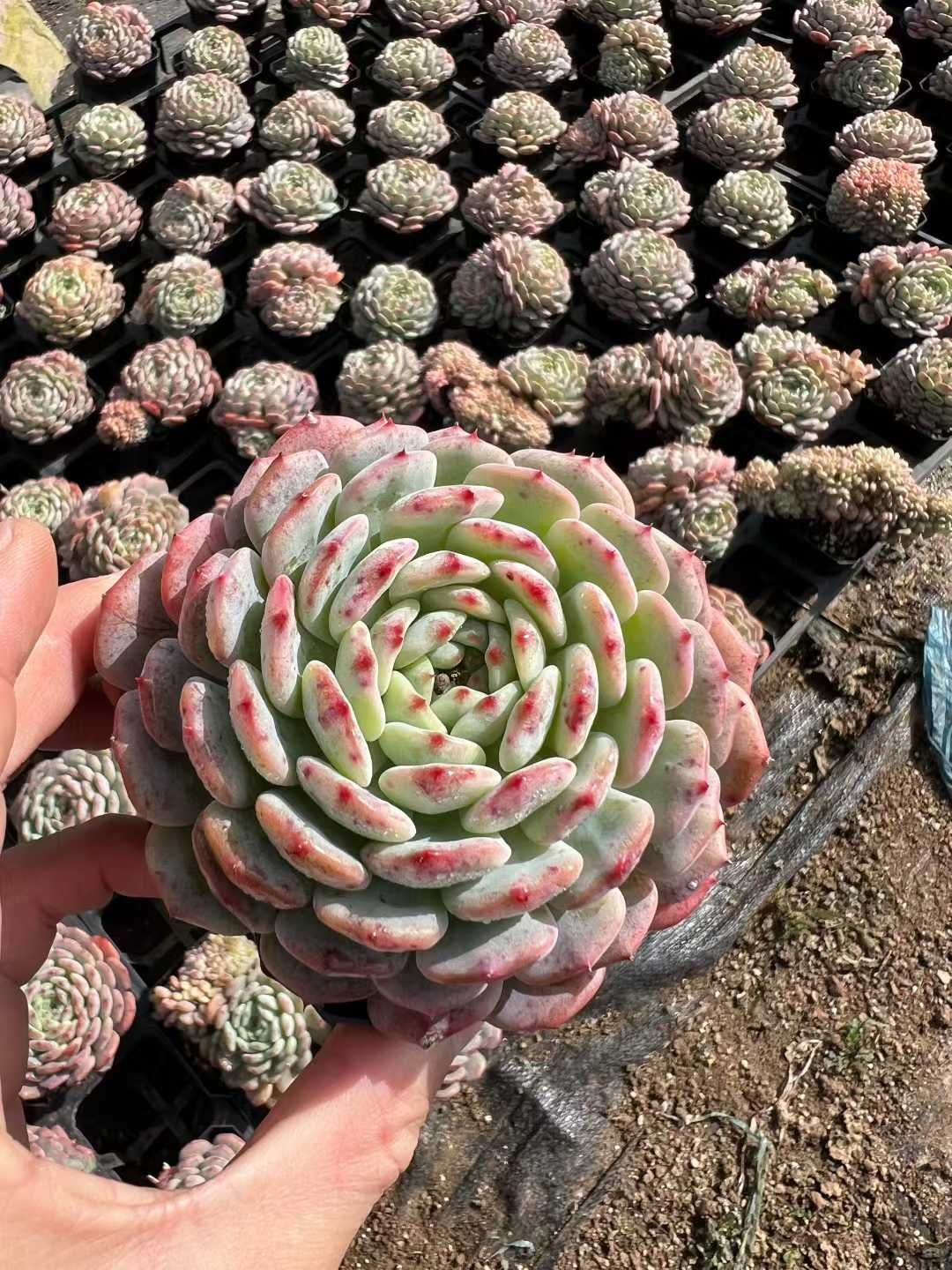 50株×シロデブ 多肉植物 エケベリア セダム アエオニウム グラプトペタルム 韓国苗 寄せ植え MTu 12