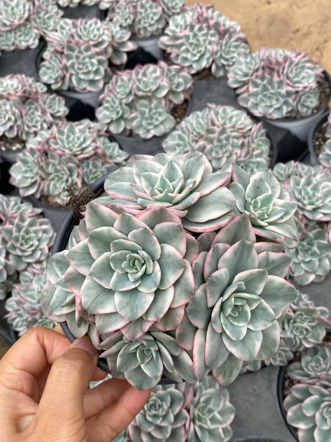 12株×クリームイエローピーチニシキ 多肉植物