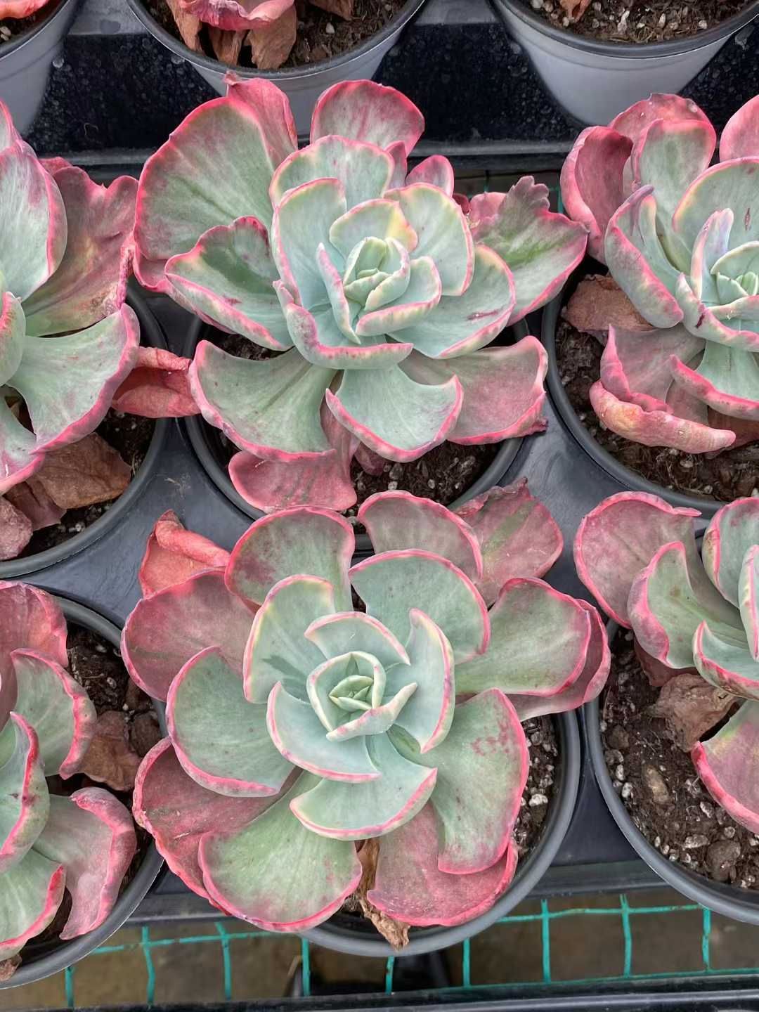 15株×ダンスレッドスカート 多肉植物 エケベリア セダム アエオニウム グラプトペタルム 韓国苗 寄せ植え MY 877