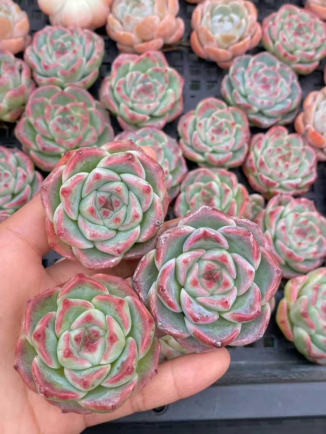 50株×ハクキキ 多肉植物 エケベリア セダム アエオニウム グラプトペタルム 韓国苗 寄せ植え MY 876