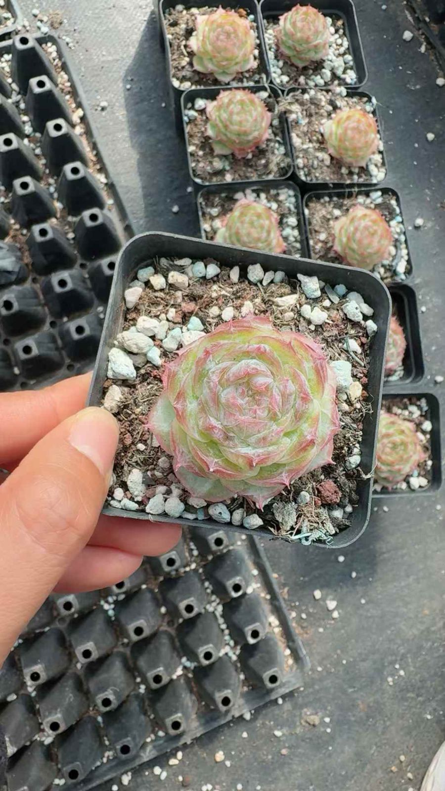 24株×レッドエッジローズ 多肉植物 エケベリア セダム アエオニウム グラプトペタルム 韓国苗 寄せ植え XQ 298