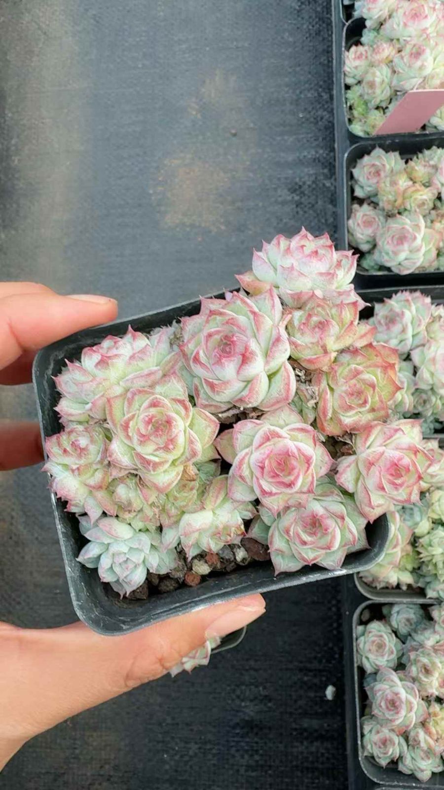 24株×レッドクイーン 多肉植物 エケベリア セダム アエオニウム グラプトペタルム 韓国苗 寄せ植え XQ 304