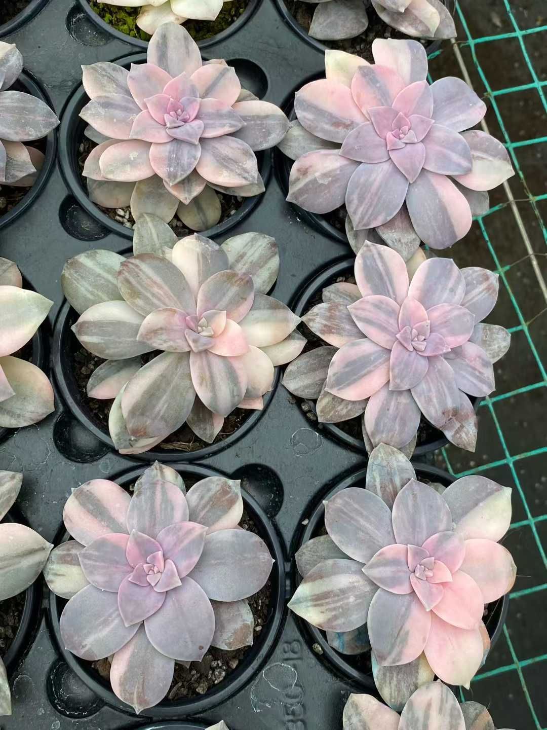 24株 カレイフウシャニシキ 多肉植物 エケベリア セダム アエオニウム グラプトペタルム 韓国苗 寄せ植え MY 870