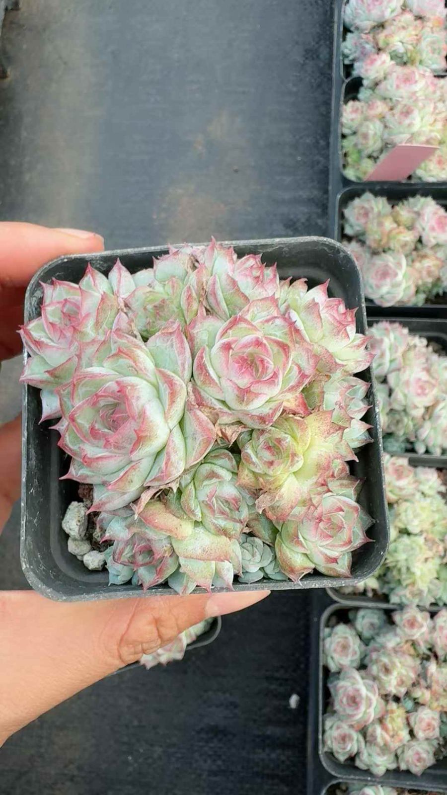 24株×レッドクイーン 多肉植物 エケベリア セダム アエオニウム グラプトペタルム 韓国苗 寄せ植え XQ304