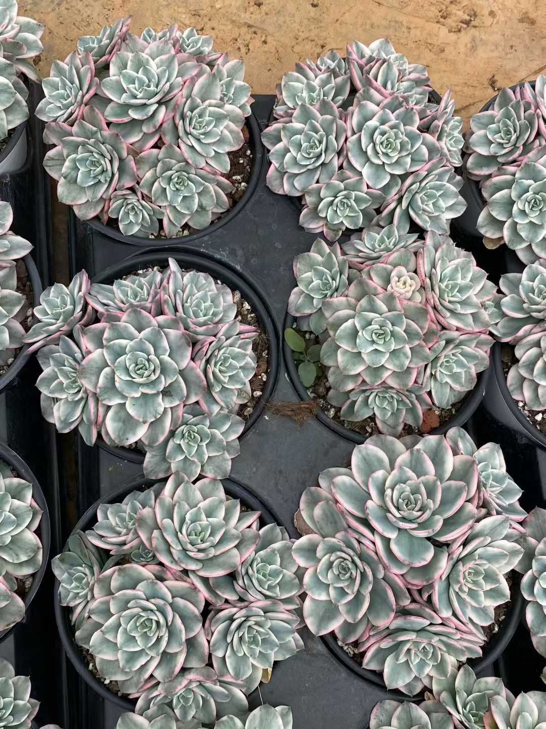 アエオニウム グラプトペタルム