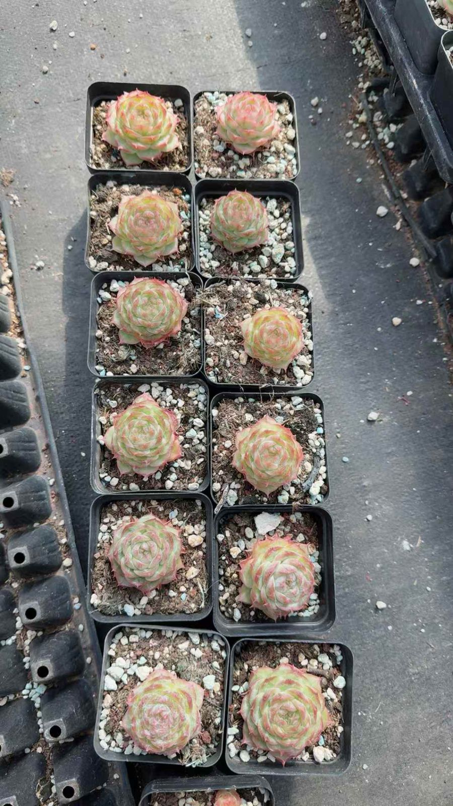 24株 レッドエッジローズ 多肉植物 エケベリア セダム アエオニウム グラプトペタルム 韓国苗 寄せ植え XQ 298