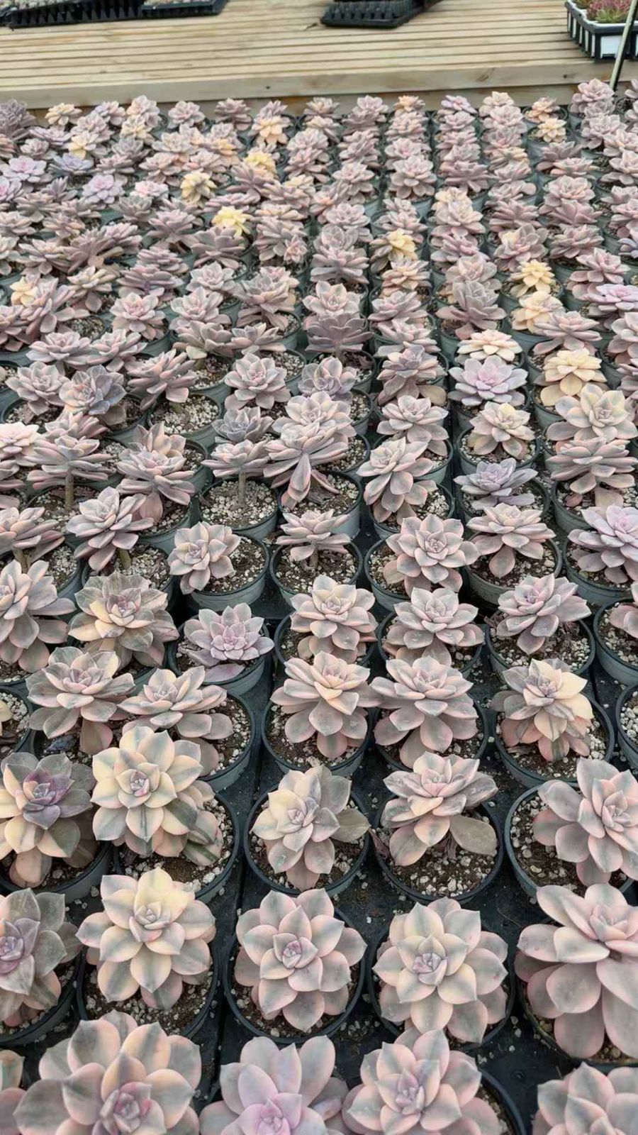 18株×シラクニシキ 多肉植物 エケベリア セダム アエオニウム