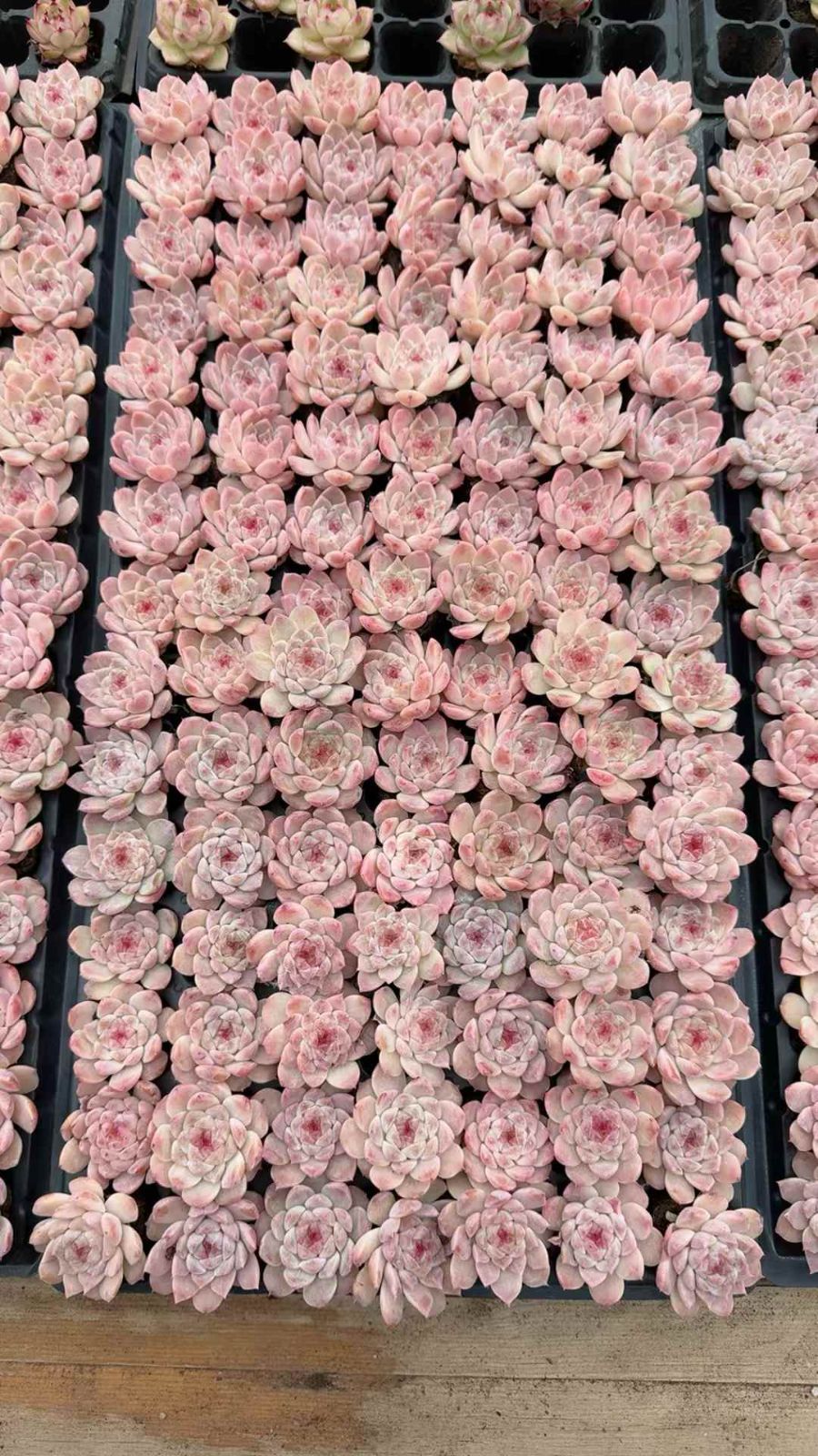 105苗×ヒョウハク 多肉植物 エケベリア セダム アエオニウム グラプトペタルム 韓国苗 寄せ植え XQ 308