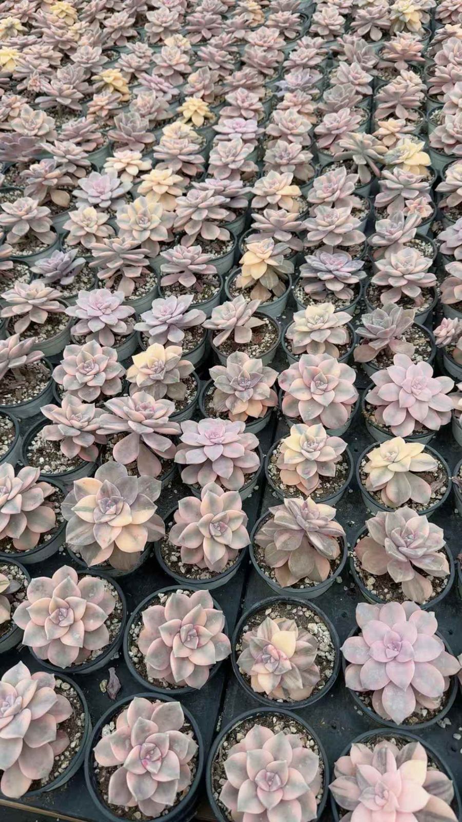 18株×シラクニシキ 多肉植物 エケベリア セダム アエオニウム