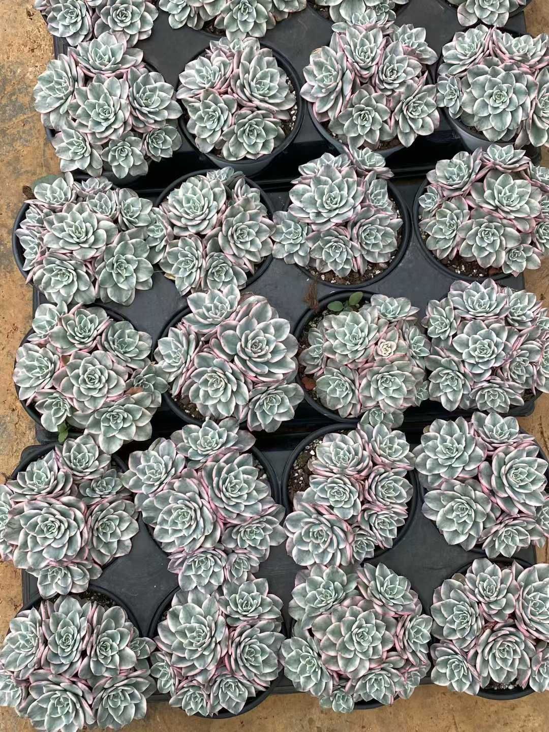 12株×クリームイエローピーチニシキ 多肉植物 エケベリア セダム アエオニウム グラプトペタルム 韓国苗 寄せ植え MY 874