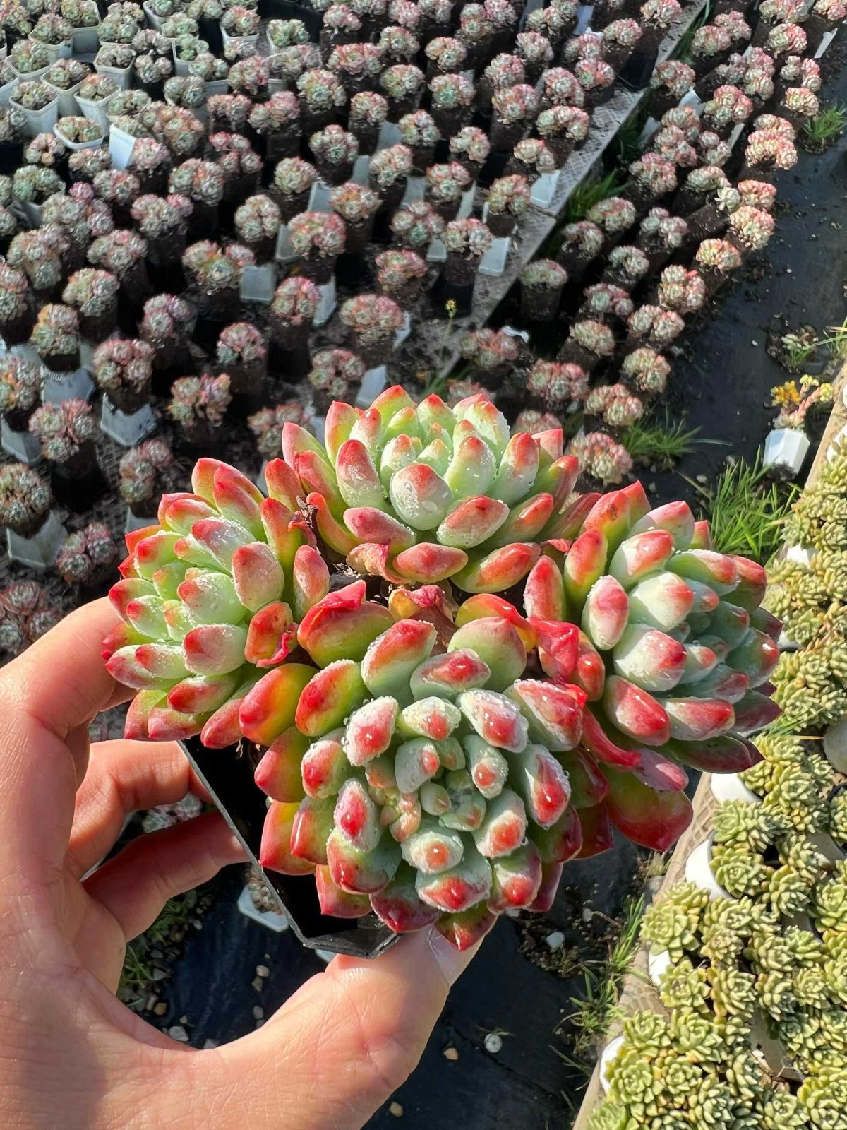 54株 ブルーアップル 多肉植物 エケベリア セダム アエオニウム グラプトペタルム 韓国苗 寄せ植え MTu 6