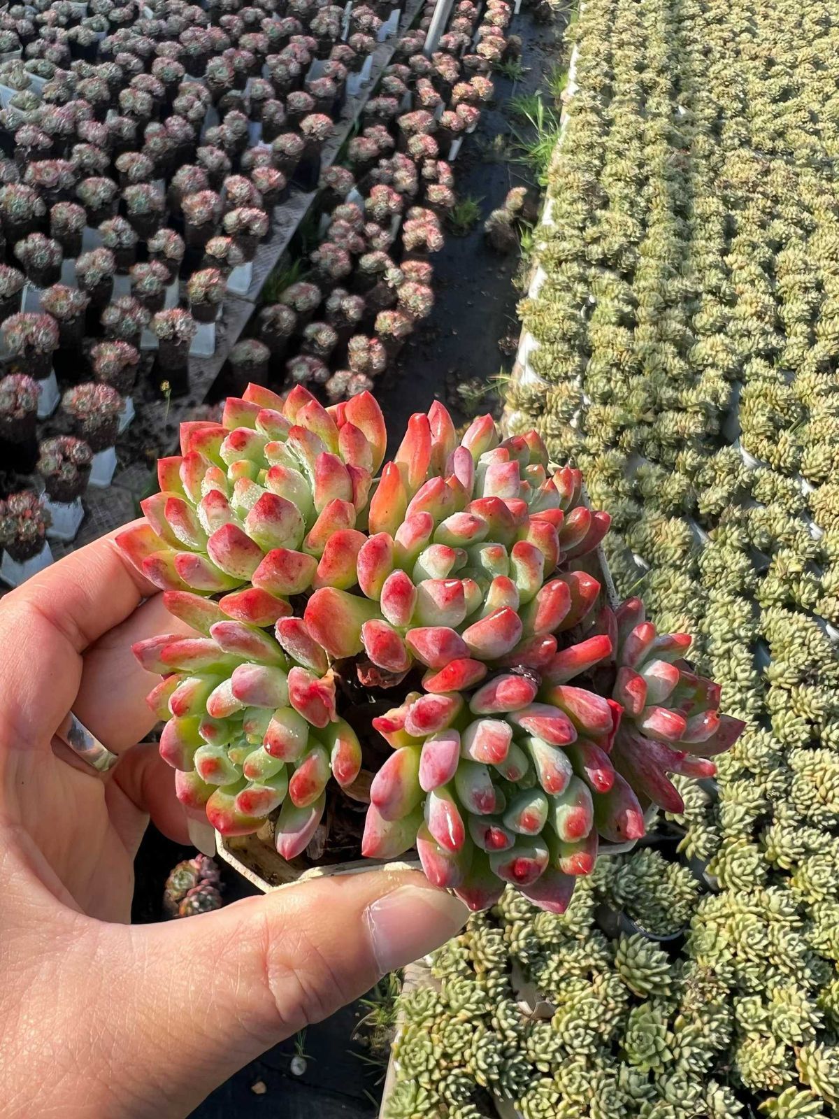 54株×ブルーアップル 多肉植物 エケベリア セダム アエオニウム グラプトペタルム 韓国苗 寄せ植え MTu 6