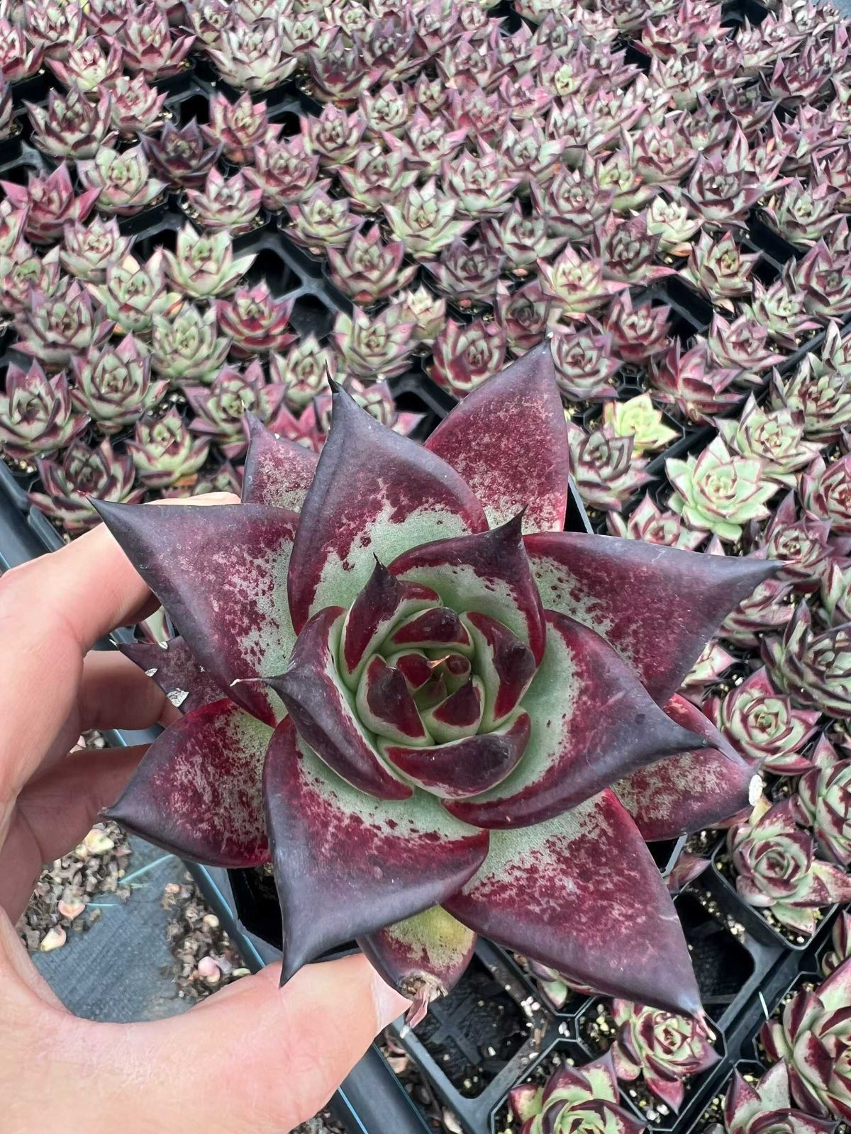 54株×マオウウボク 多肉植物 エケベリア セダム アエオニウム グラプトペタルム 韓国苗 寄せ植え MTu 7