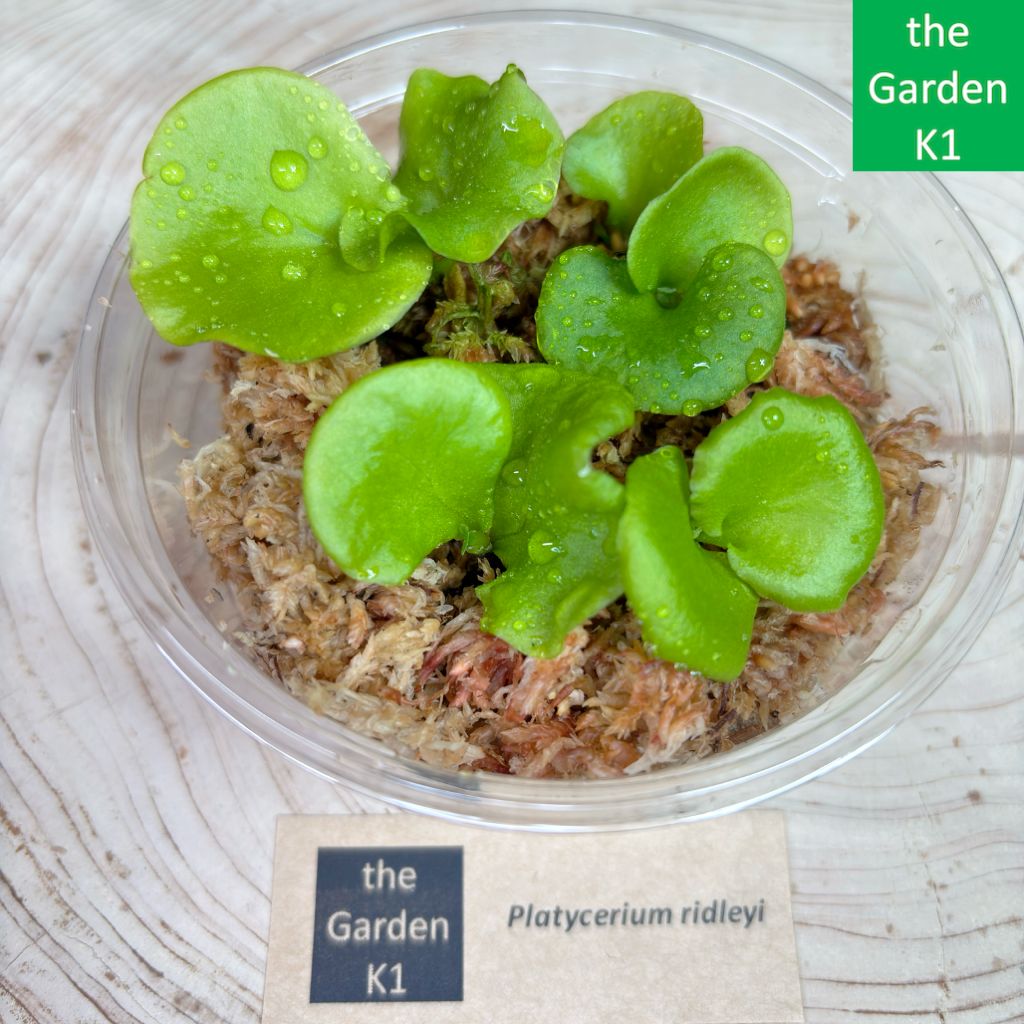 ビカクシダ】リドレイ（幼苗）R380【コウモリラン】 - メルカリ