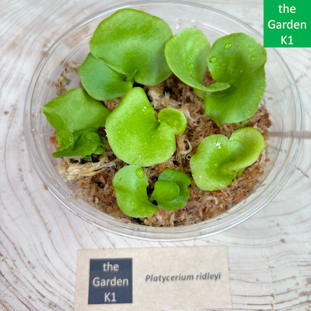 ビカクシダ　リドレイ　幼苗　12株セット 秋SALE！リドレイ2種入り✨育てる楽しみビカクシダ小苗6種 セットA