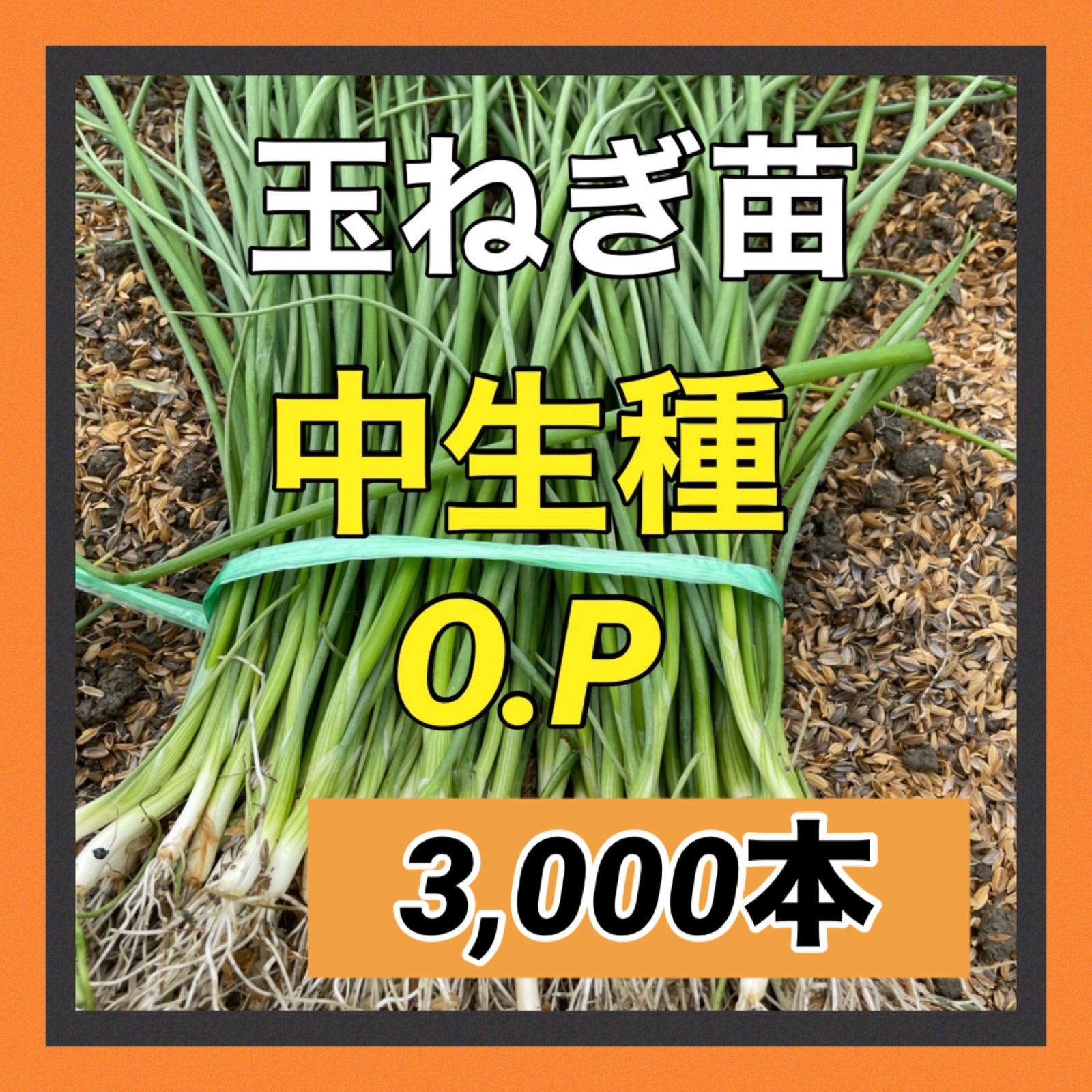 発送 中生種OP 3 000本 家庭菜園向きで作りやすい