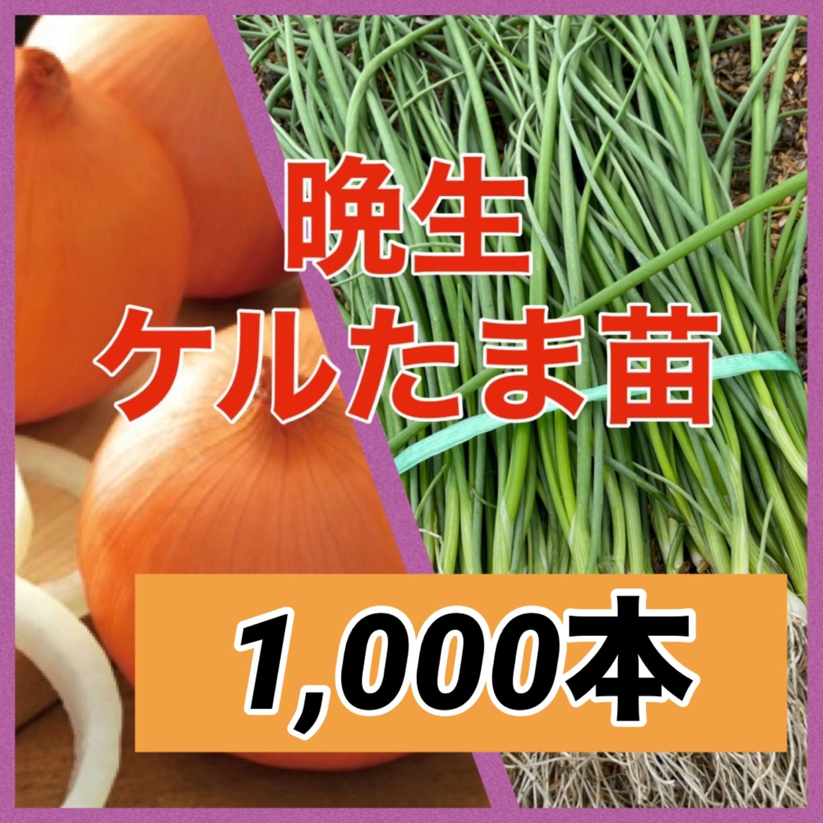 晩生ケルタマ1 000本