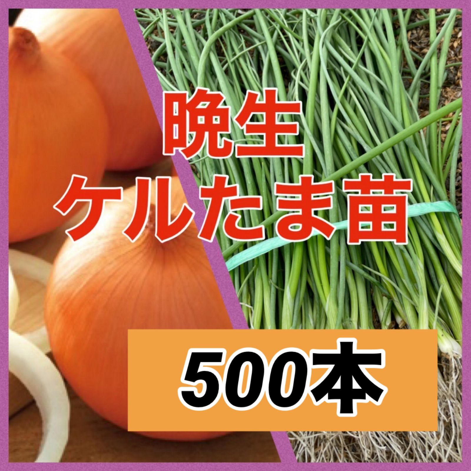 【晩生】玉ねぎ苗▼ケルたま500本 苗の専門店‼️晩生ケルタマ500本‼️ 晩生種タマネギ 種 『ケルたま』