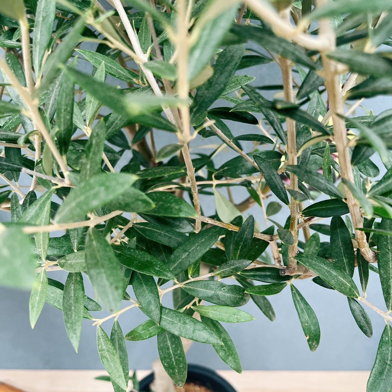 現品］【希少】☆数量限定☆ 1番 創樹 オリーブ セントキャサリン 8号