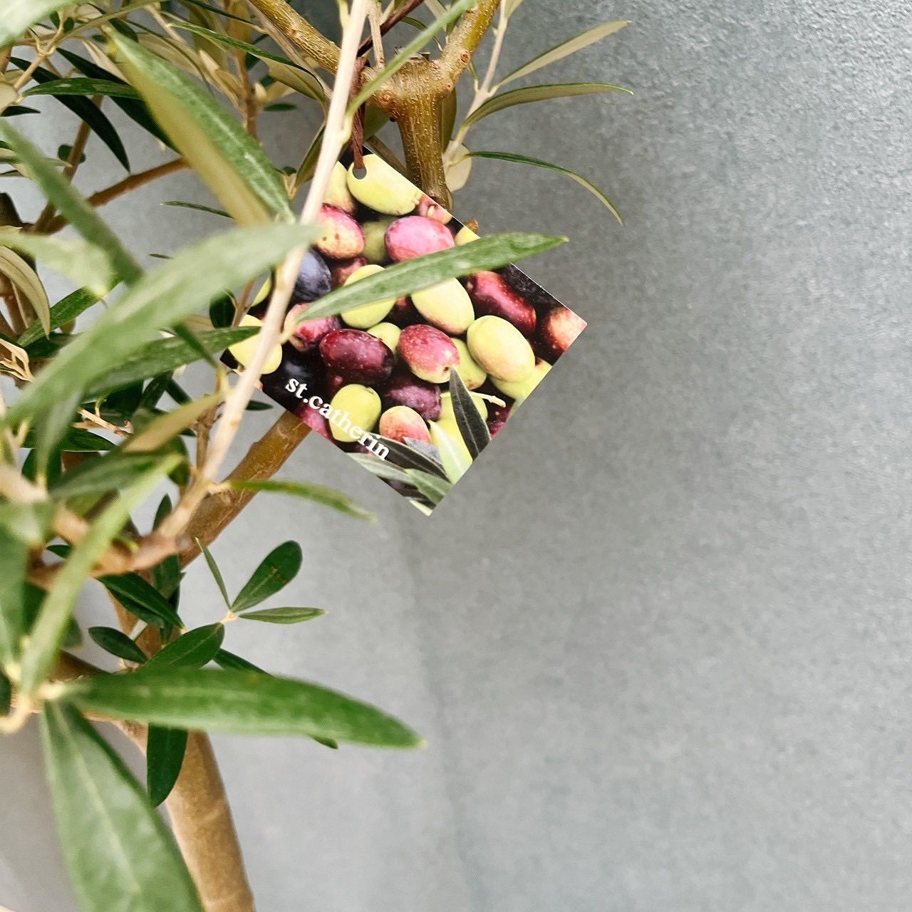 現品］【希少】91番 創樹 オリーブ セントキャサリン 8号 観葉植物