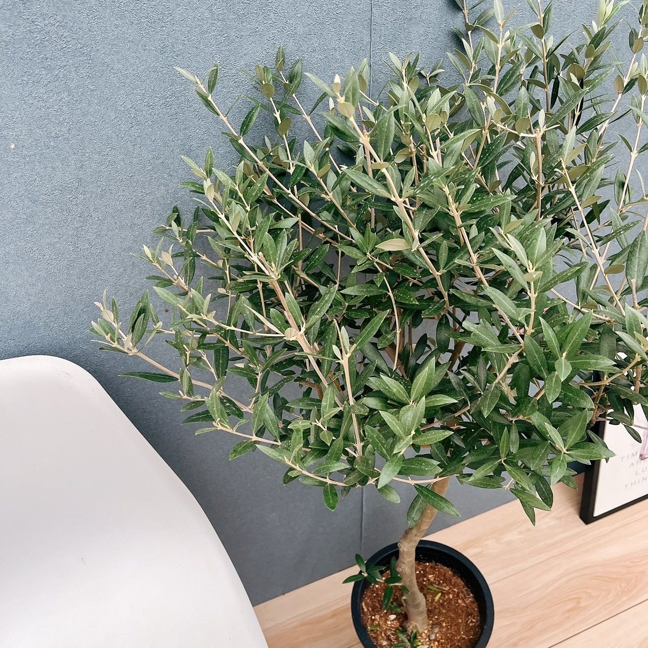 現品］【希少】☆数量限定☆ 1番 創樹 オリーブ セントキャサリン 8号