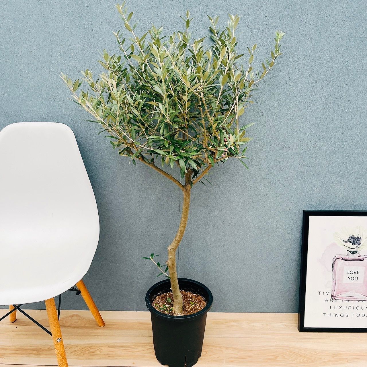 オリーブ太木挿 幹直径約8㎝ 古木 盆栽極太 塊根 太枝 鉢植え ポップ様