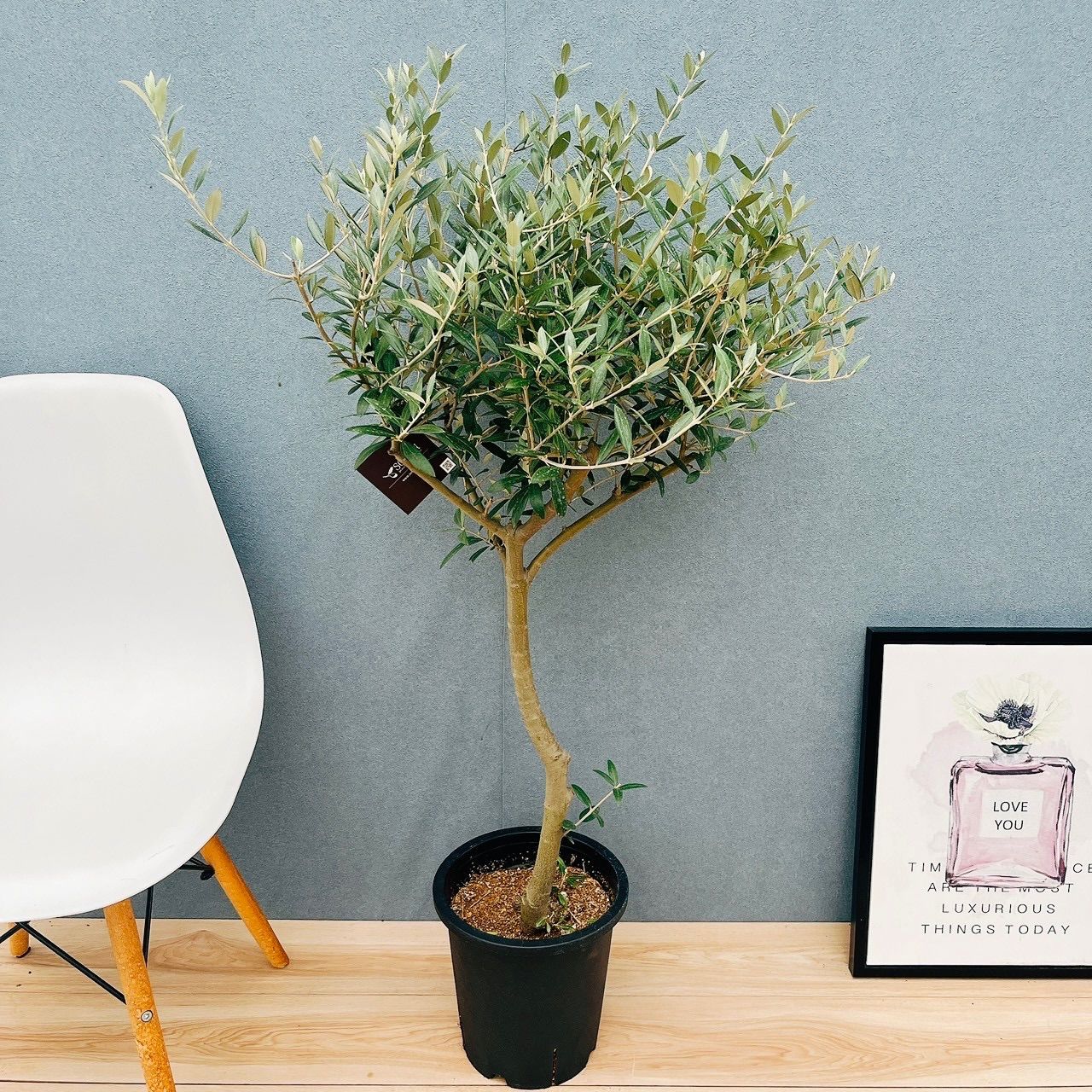 現品］【希少】30番 創樹 オリーブ セントキャサリン 8号 オリーブの木