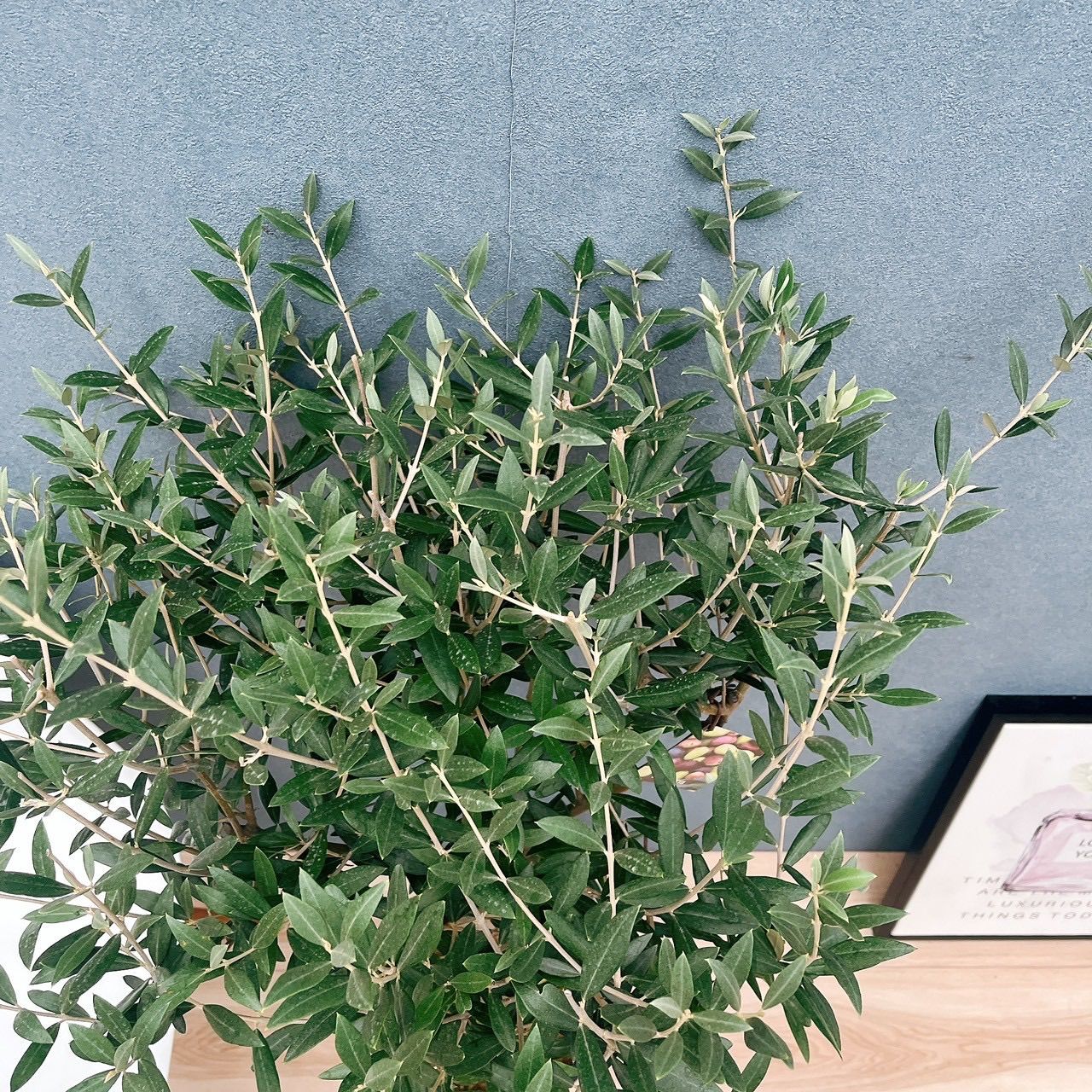 現品］【希少】30番 創樹 オリーブ セントキャサリン 8号 オリーブの木